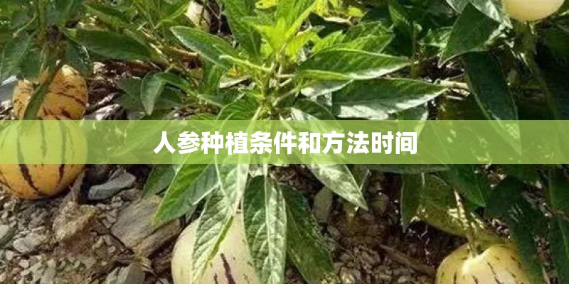 人参种植条件和方法时间