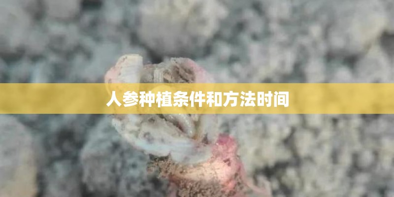 人参种植条件和方法时间