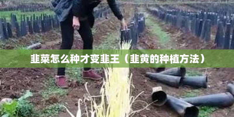 韭菜怎么种才变韭王（韭黄的种植方法）