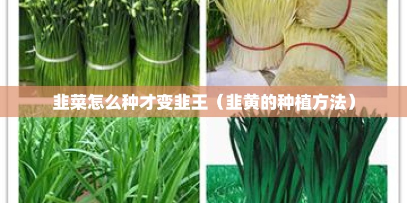 韭菜怎么种才变韭王（韭黄的种植方法）