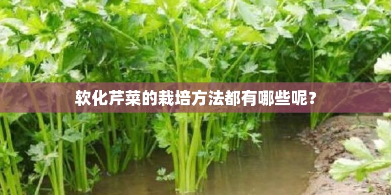 软化芹菜的栽培方法都有哪些呢？