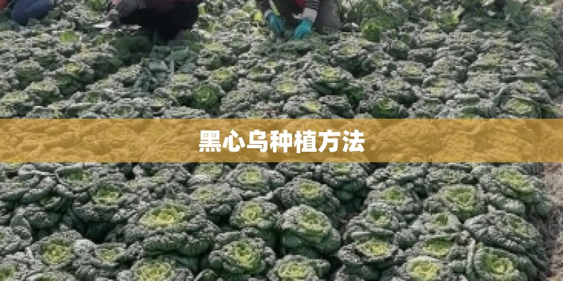 黑心乌种植方法