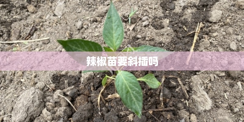 辣椒苗要斜插吗