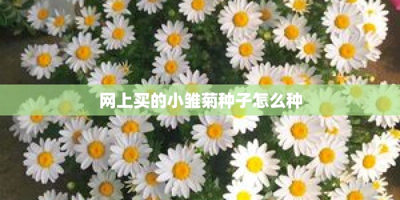 网上买的小雏菊种子怎么种