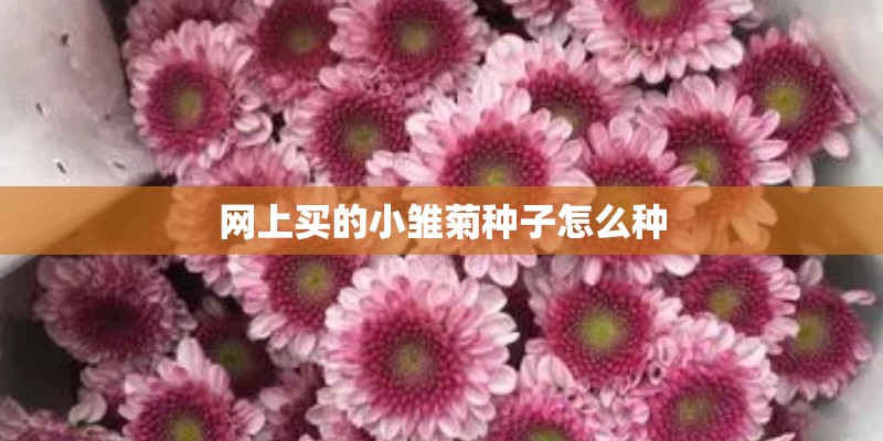 网上买的小雏菊种子怎么种