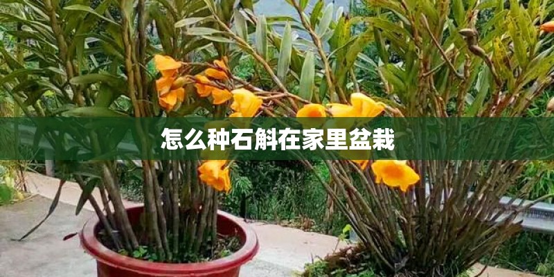 怎么种石斛在家里盆栽