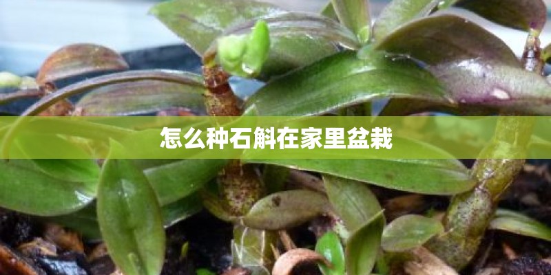 怎么种石斛在家里盆栽