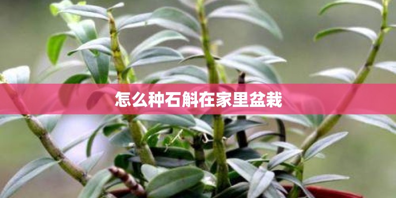 怎么种石斛在家里盆栽