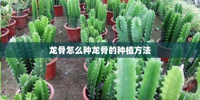 龙骨怎么种龙骨的种植方法