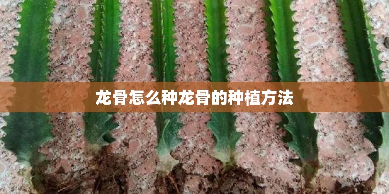 龙骨怎么种龙骨的种植方法