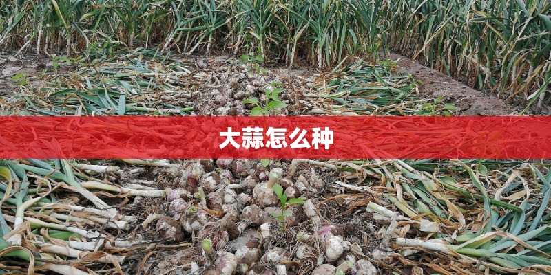 大蒜怎么种