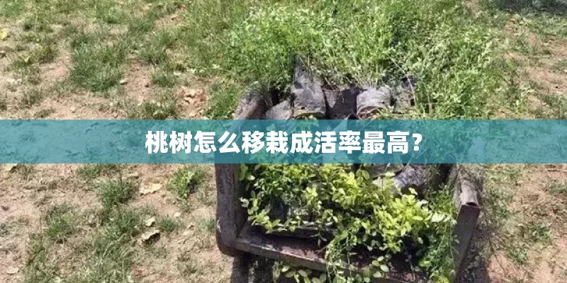 桃树怎么移栽成活率最高？