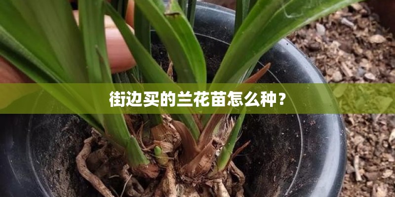 街边买的兰花苗怎么种？