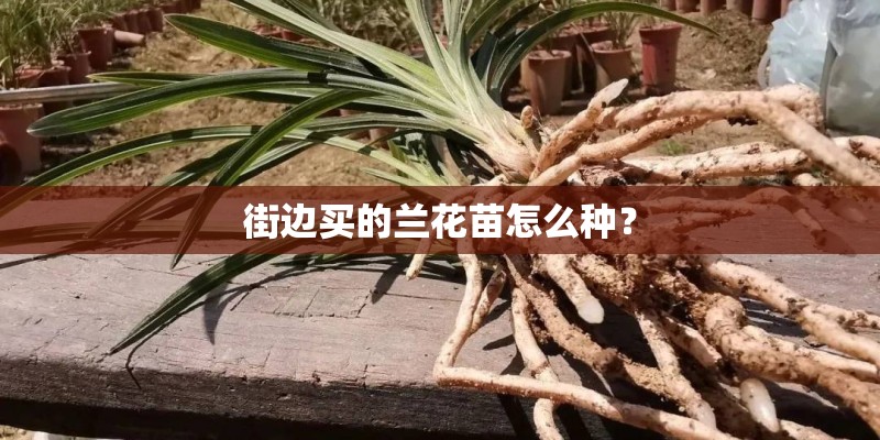 街边买的兰花苗怎么种？