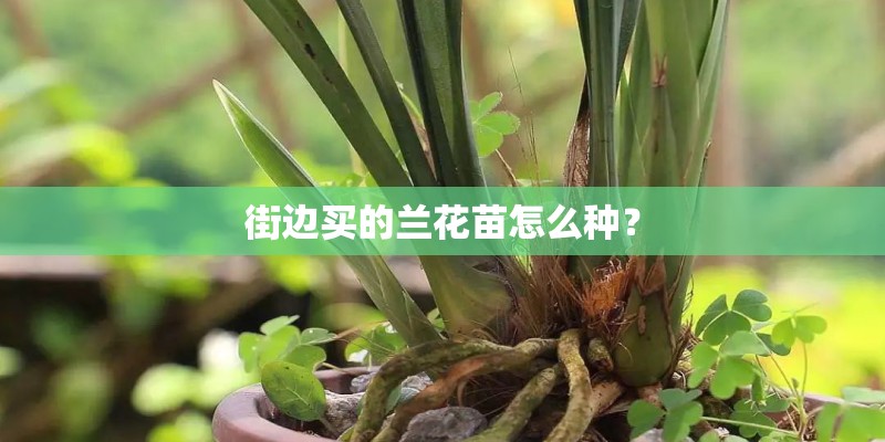 街边买的兰花苗怎么种？