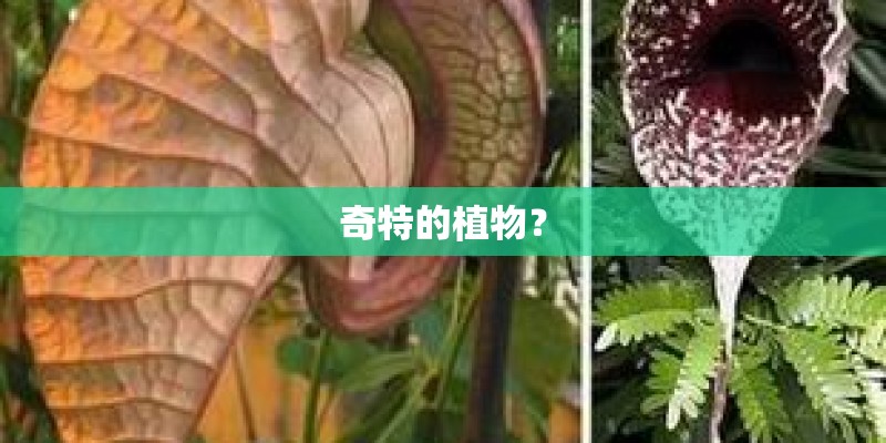 奇特的植物？