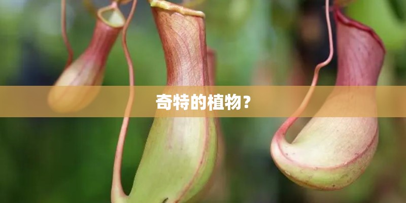 奇特的植物？