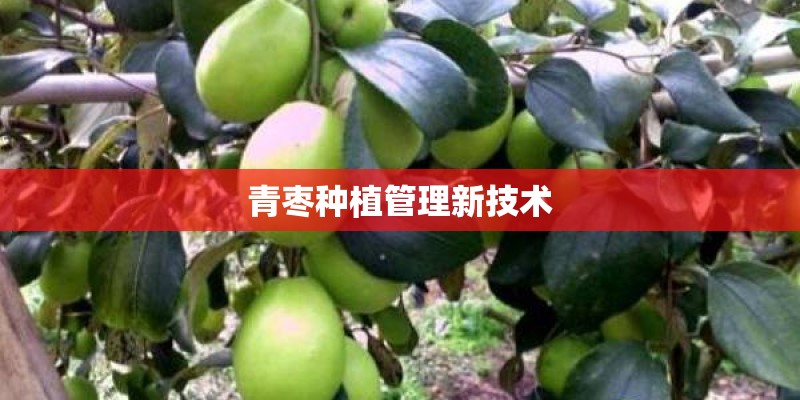 青枣种植管理新技术