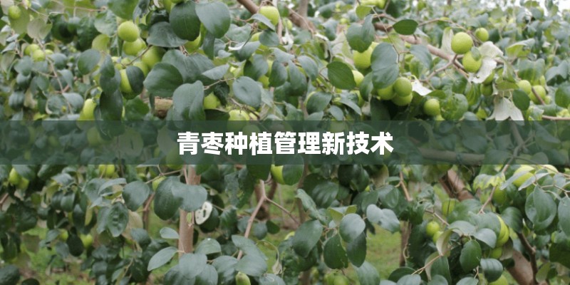 青枣种植管理新技术