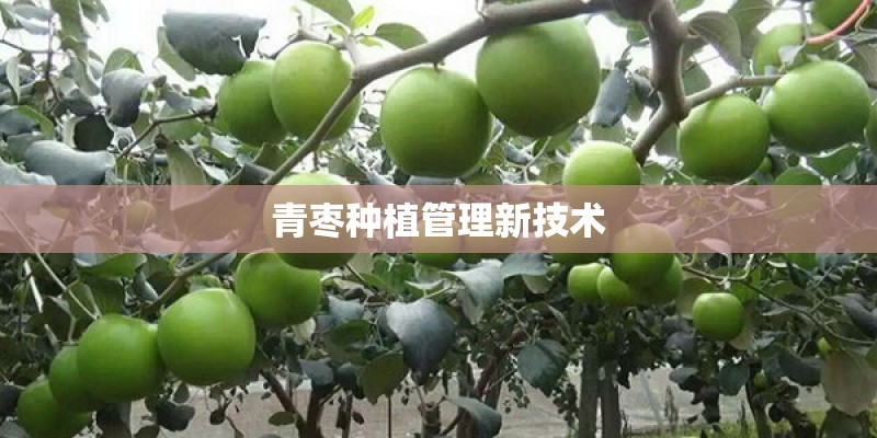 青枣种植管理新技术