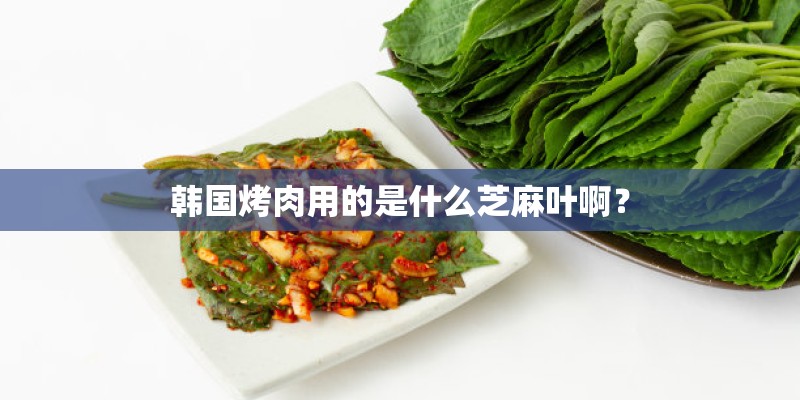 韩国烤肉用的是什么芝麻叶啊？