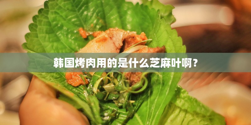 韩国烤肉用的是什么芝麻叶啊？