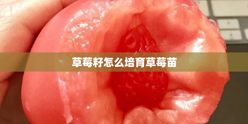 草莓籽怎么培育草莓苗