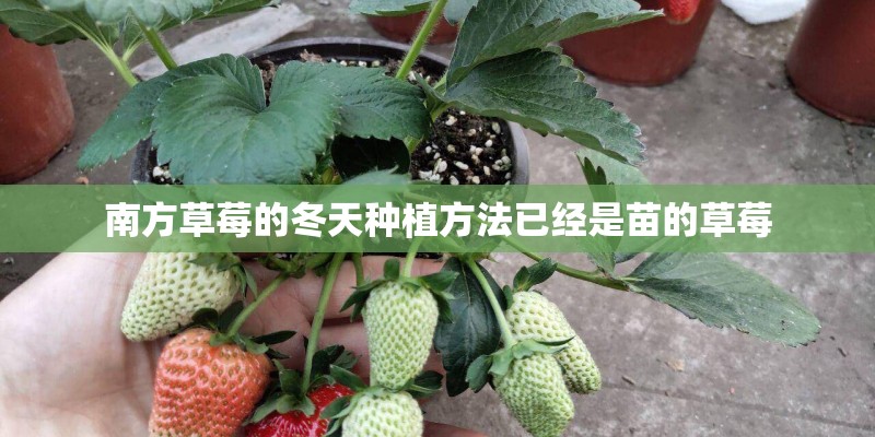 南方草莓的冬天种植方法已经是苗的草莓
