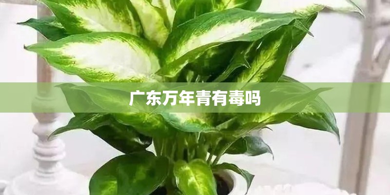 广东万年青有毒吗