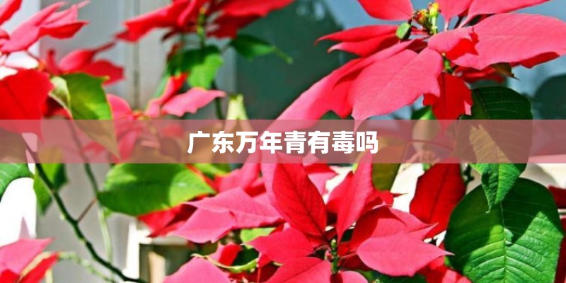 广东万年青有毒吗