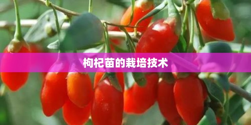 枸杞苗的栽培技术