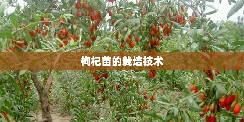 枸杞苗的栽培技术