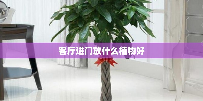 客厅进门放什么植物好