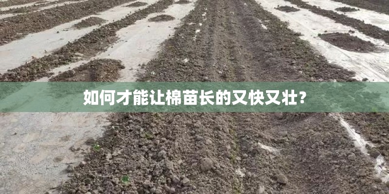 如何才能让棉苗长的又快又壮？