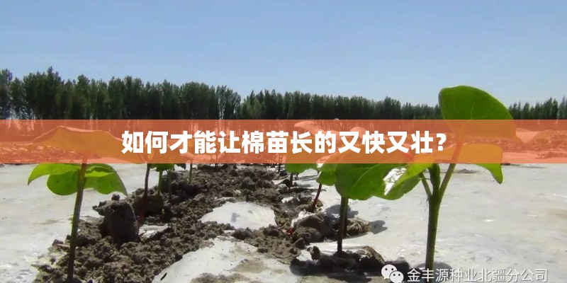 如何才能让棉苗长的又快又壮？