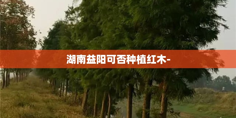 湖南益阳可否种植红木-