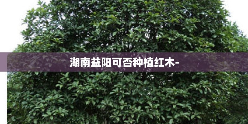 湖南益阳可否种植红木-