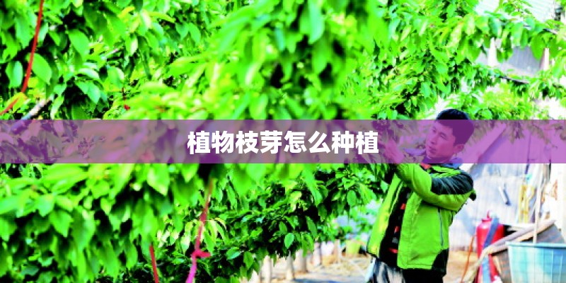 植物枝芽怎么种植