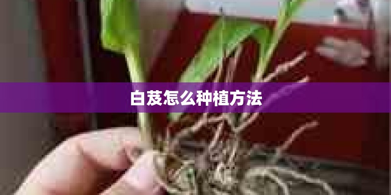 白芨怎么种植方法