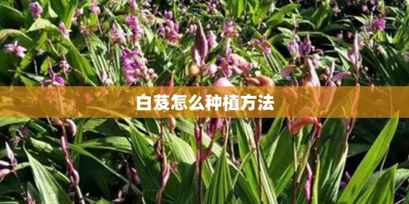 白芨怎么种植方法