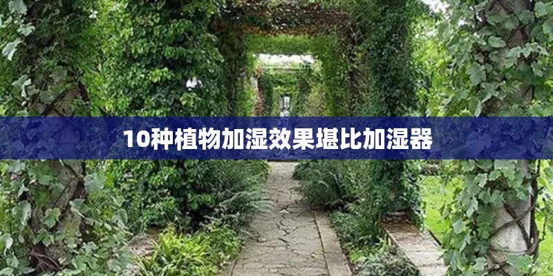 10种植物加湿效果堪比加湿器