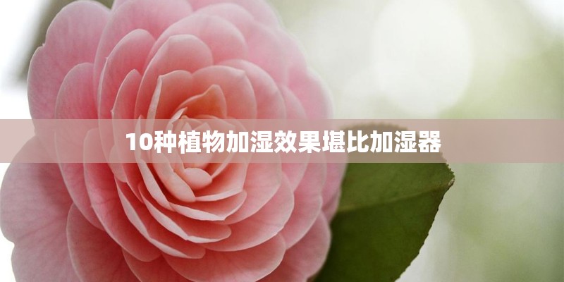 10种植物加湿效果堪比加湿器