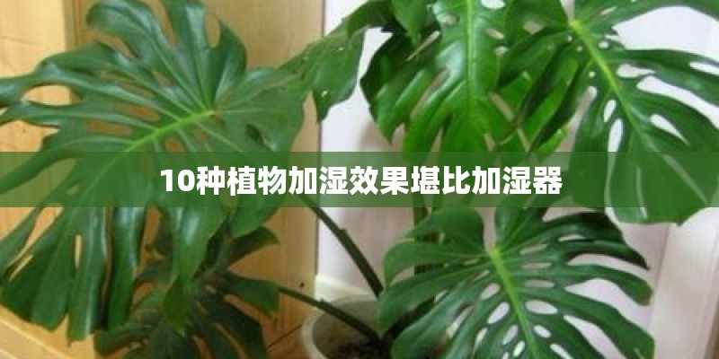 10种植物加湿效果堪比加湿器