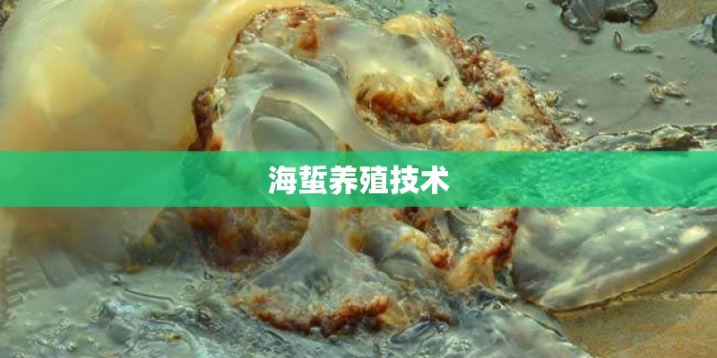 海蜇养殖技术