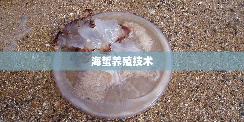 海蜇养殖技术