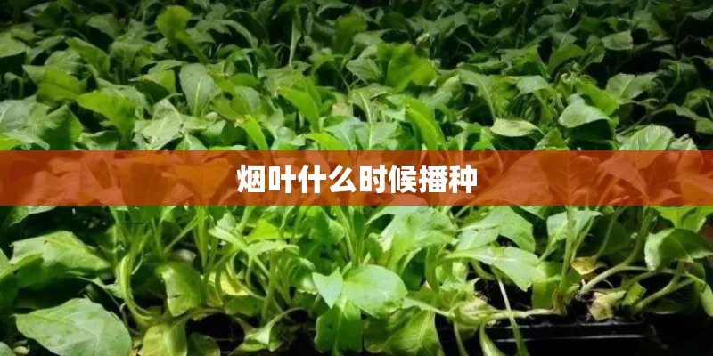 烟叶什么时候播种