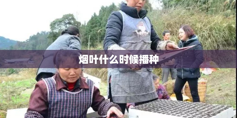 烟叶什么时候播种