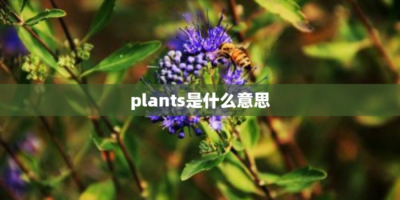 plants是什么意思