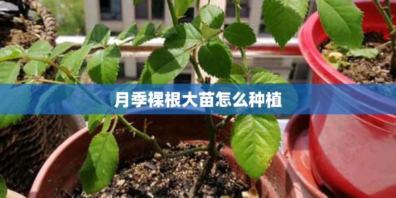 月季裸根大苗怎么种植