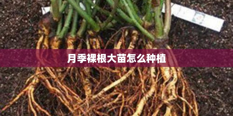 月季裸根大苗怎么种植